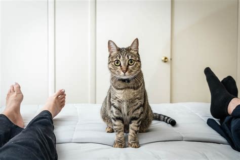 リビング テレビ：なぜ猫はテレビの前に座るのか？